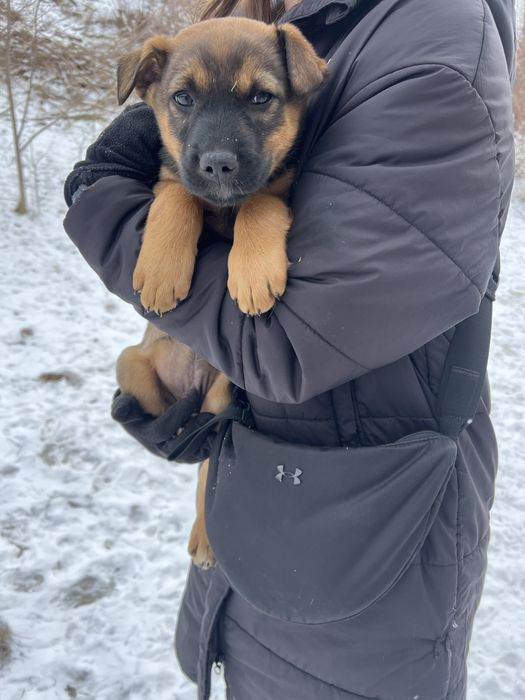 Цуценята шукають родину!Кривий Ріг