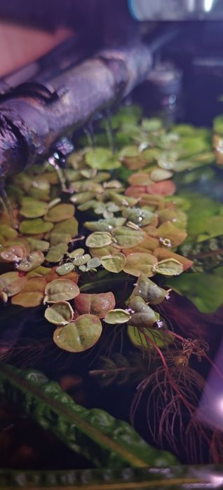 Roślina pływająca Phyllanthus fluitans
