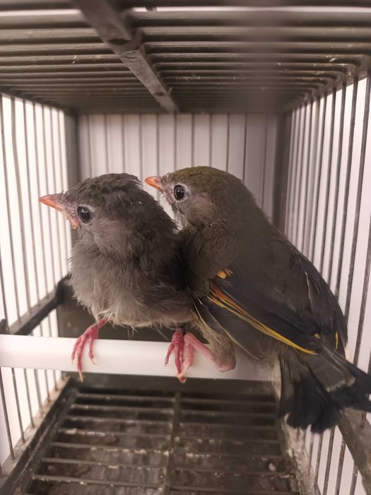 Aves Insetívoras anilhadas 2025/2026