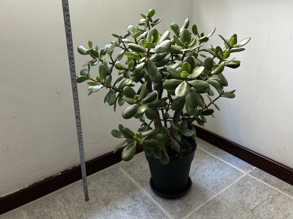 Planta Jade - 55 cm altura