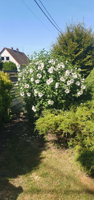 Hibiskus  bialy z gruntu