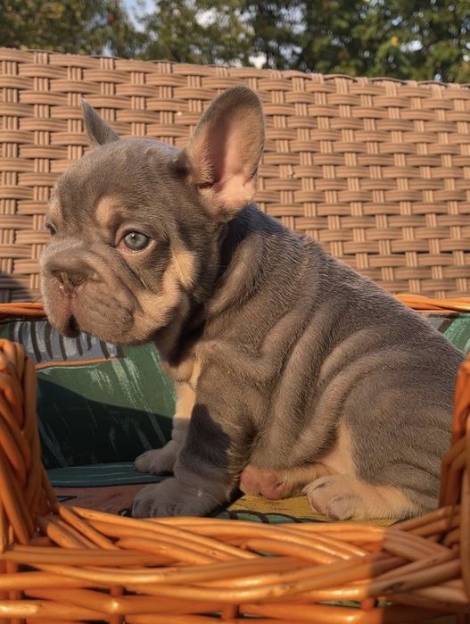 Big rope girl lilac tan