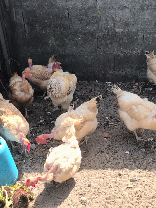 Ovos de amarela palheirinha