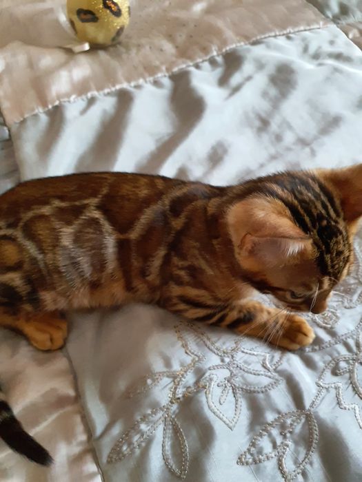 Хлопчик бенгал в улюбленці , BEN 24