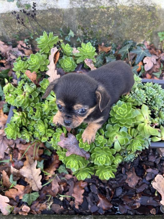 Menino chihuahua preto afogueado