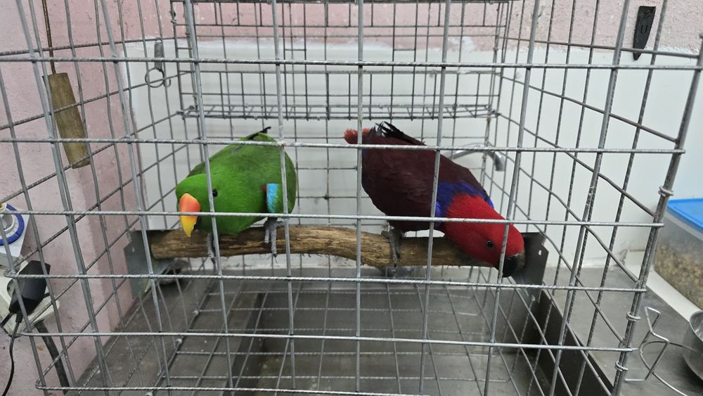 Papagaio ecletus roratus