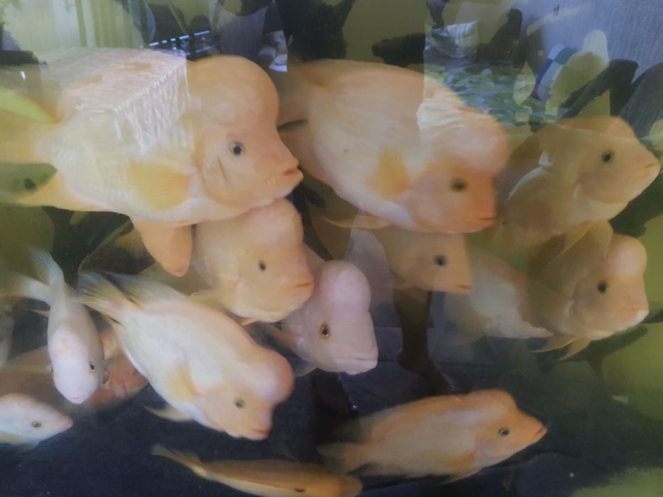 Продам аквариумных рыб