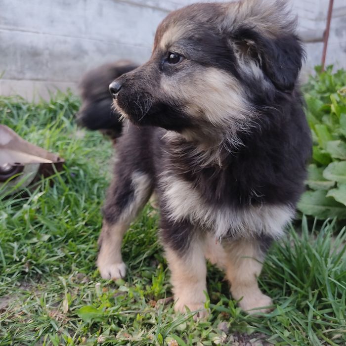 Собаченята, песик, цуцик