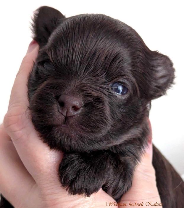 Yorkshire Terrier Czekoladowy Piesek S