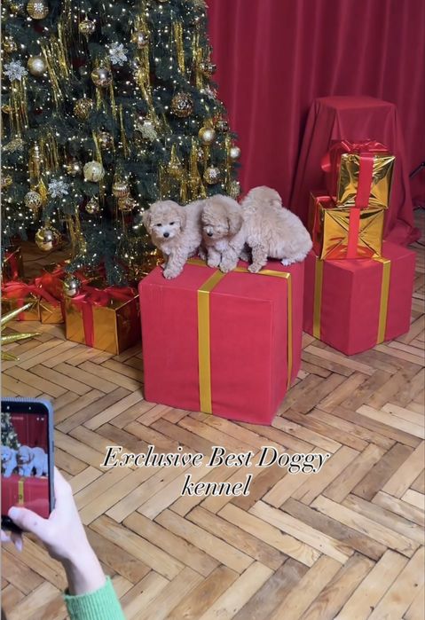 Карамель з золотом цуценята мальтіпу ф1. Суперові шикарні найкращі