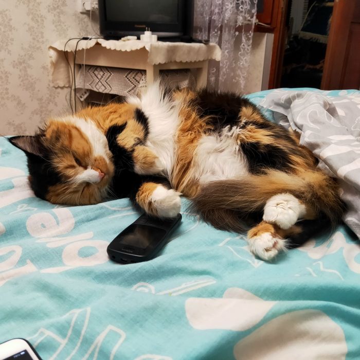 Пропала любимая кошка