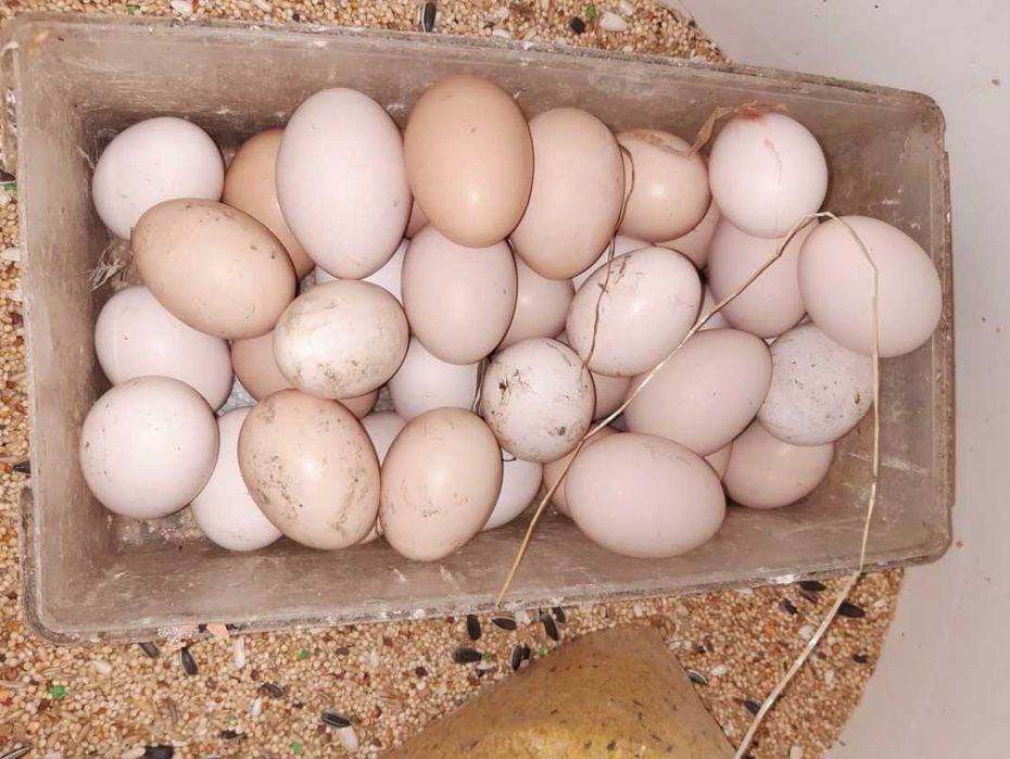 Ovos Caseiros de galinhas, patos e perus.