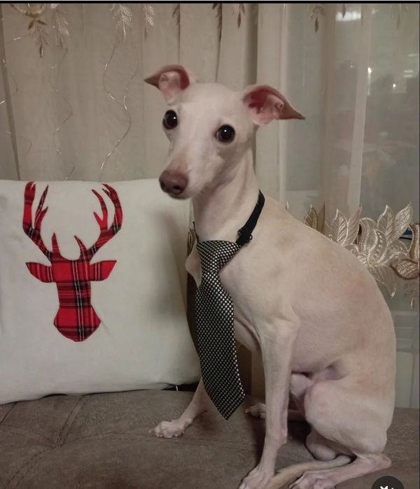 В'язка(Случка) Левреток ( італьянський грейхаунд).Королівська порода