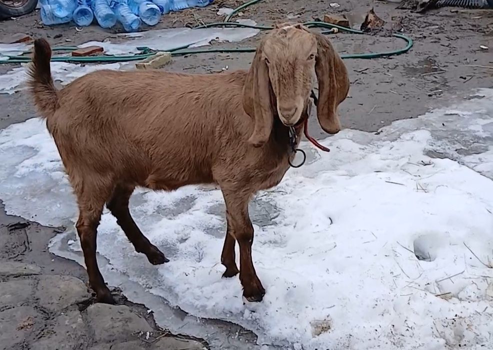 Козы козлята козлы