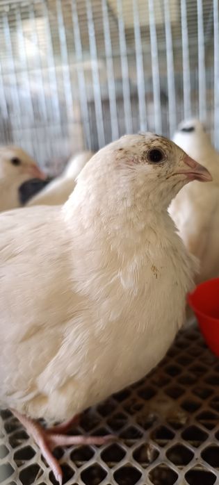 Ovos Galados Codorniz Branca