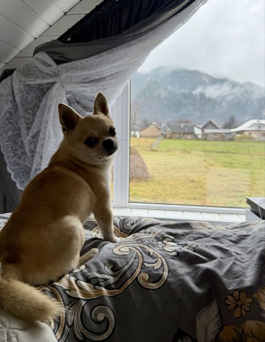 Вязка  чіхуахуа