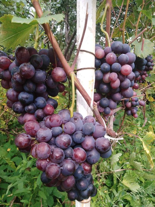 Саджанці неукривного винограду