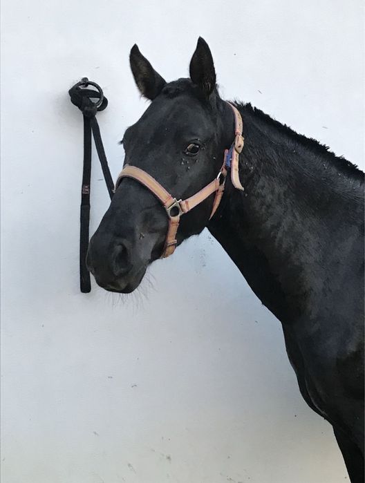 Cavalo luso-arabe preto