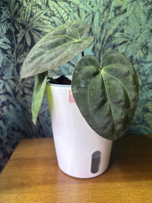 Anthurium Carlablackiae x BVEP