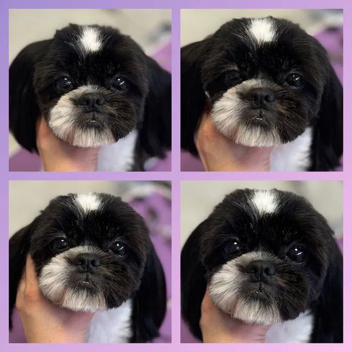 Intensywny Kurs groomerski