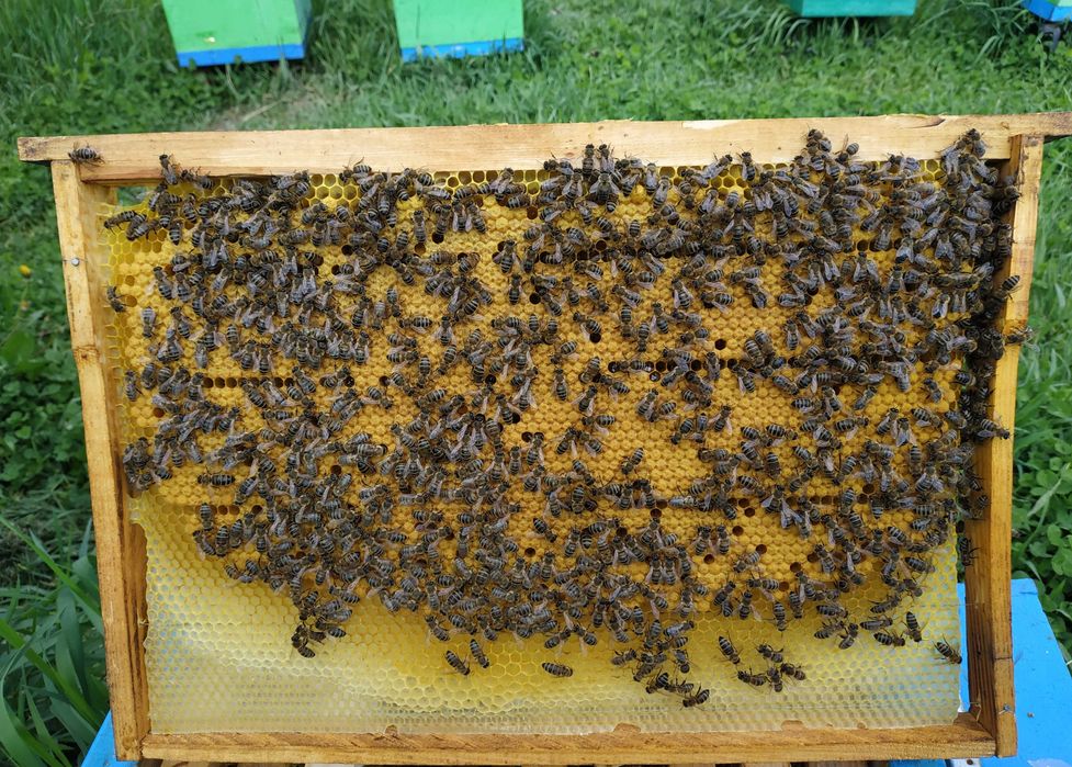 продам отводки с матками 2025 г