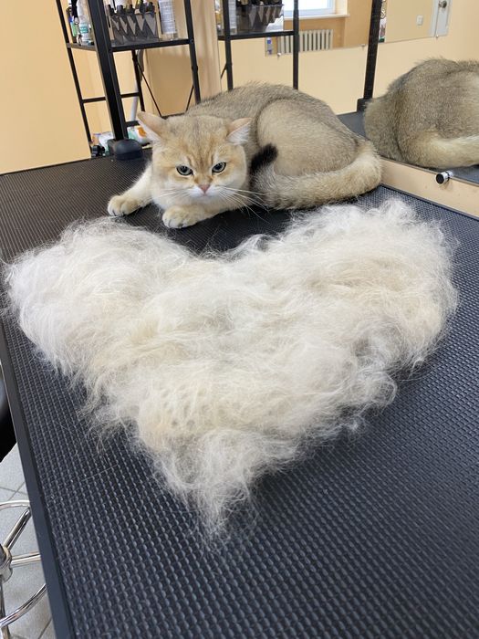 Грумінг стрижка вичісування котів