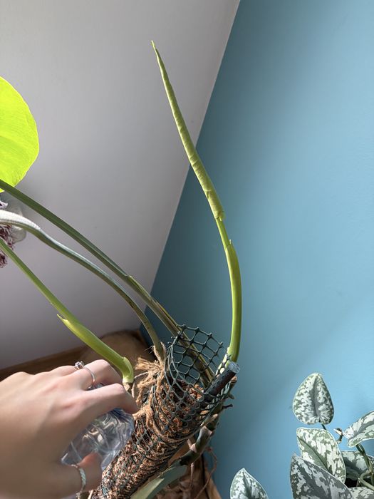 Monstera Roślina Doniczka kwiatek doniczkowy