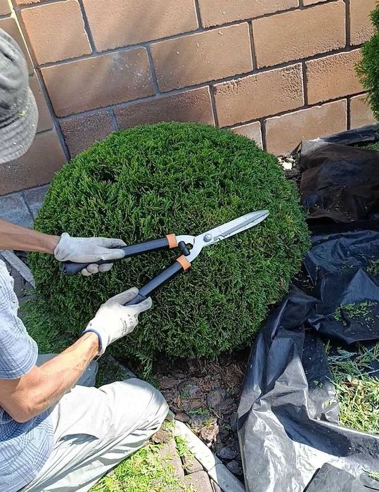 Садовник, уборка участка, обрезка деревьев