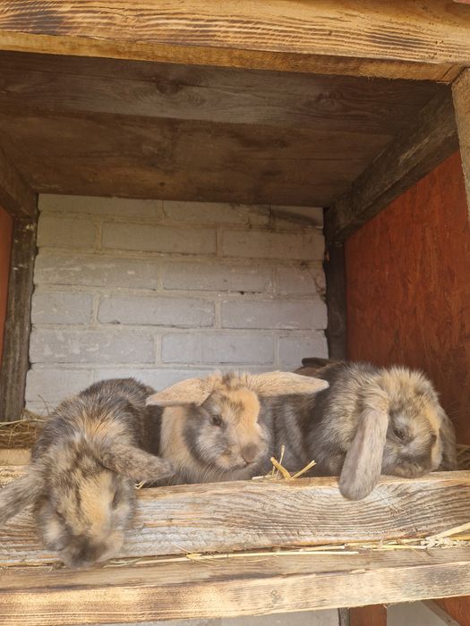 Karzełki baranki Mini Lop