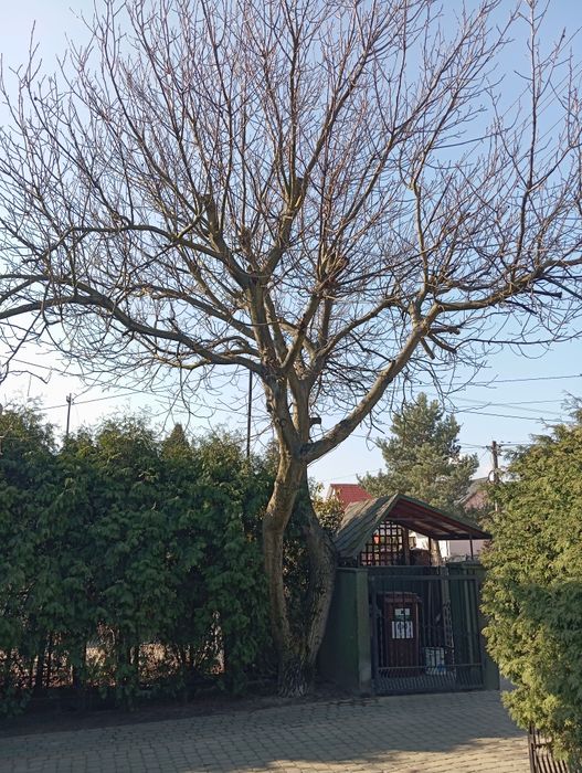 WYCINKA DRZEW • WYCINKA  ALPINISTYCZNA • Rębak  • Rozbiórki 
Oferuję u