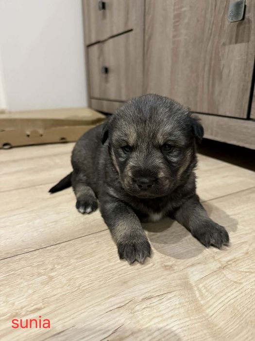 Wydam psiaki w typie Husky