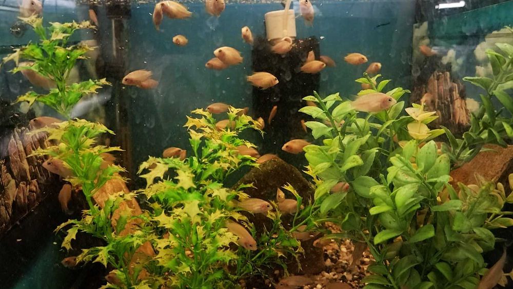 Pielęgnice Zebry - sprzedam