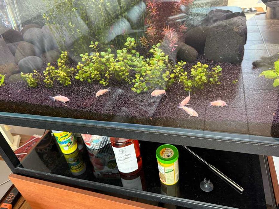 Vendo Aquário de 90x50x50 e móvel em ferro – apenas 200€