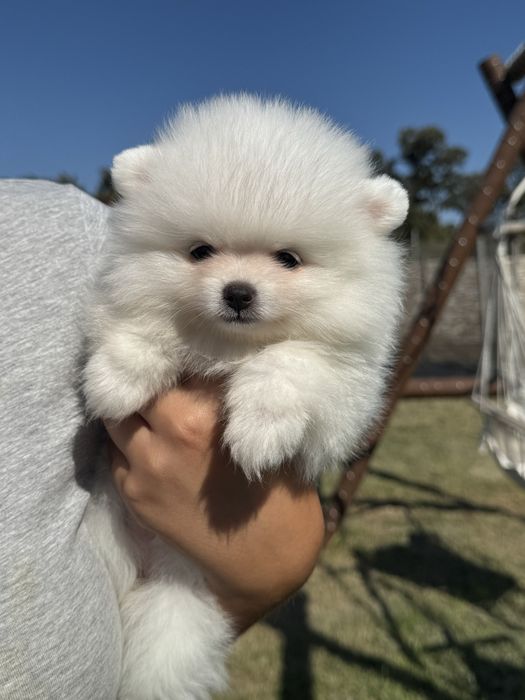 Spitz Alemão Anão MINI Fêmea