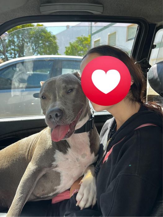 Adoção Responsável