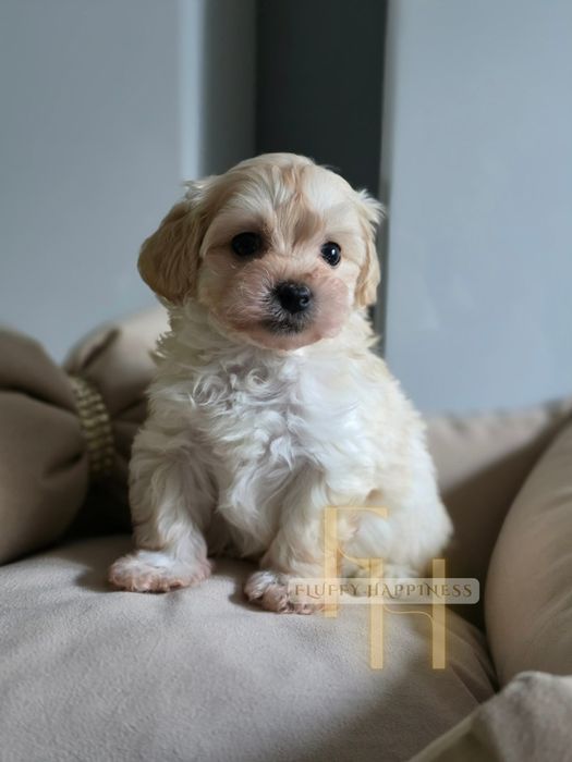 **Maltipoo Cudowny Chłopczyk**Do Rezerwacji