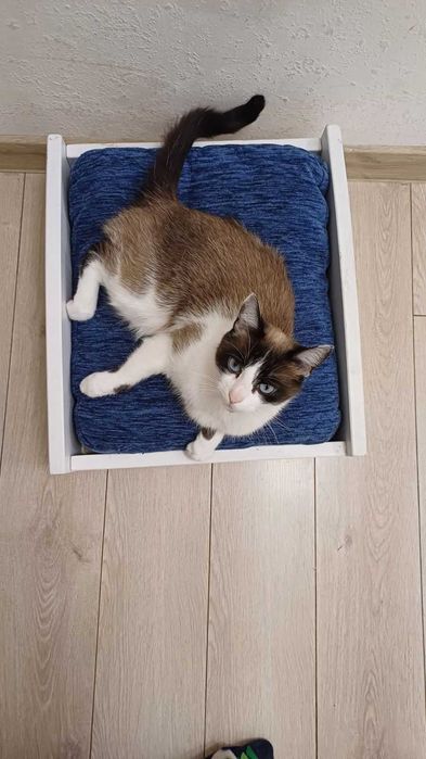 Лежак для кота або маленької собачки