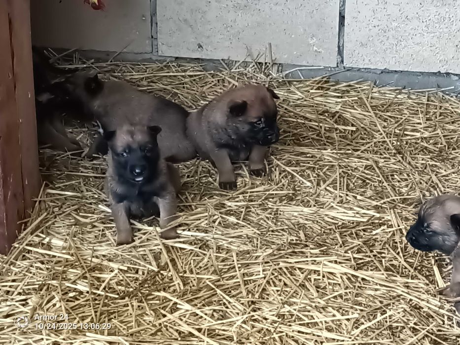 малінуа документи всі впорядку