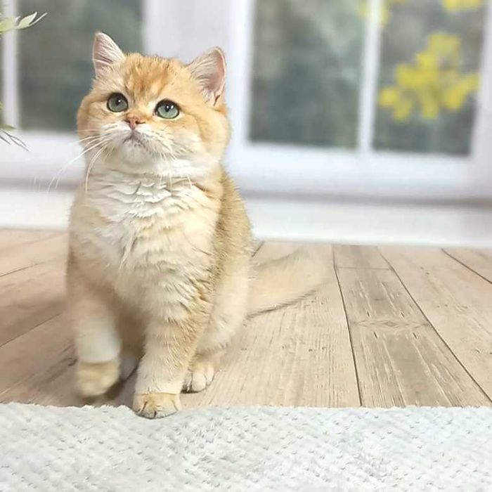 Британьский елітний хлопчик Бруно