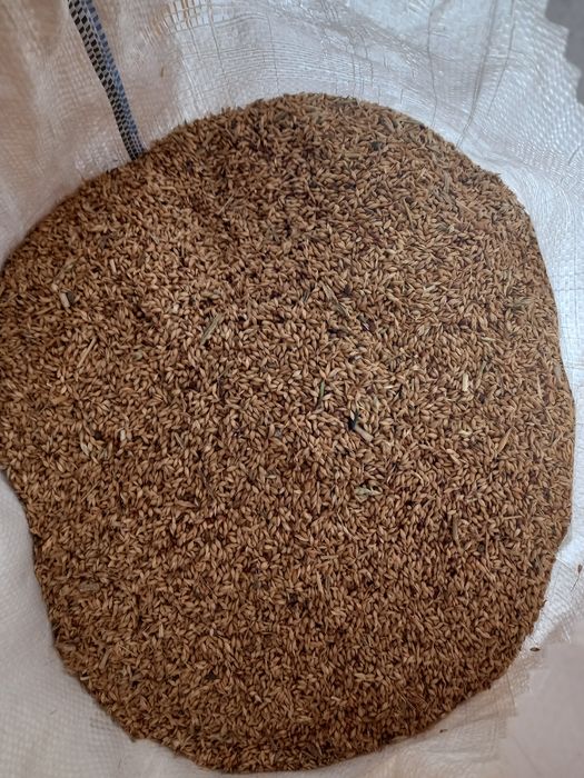 Продам суданку білявка 75грн