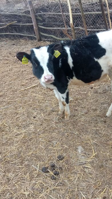 Телиці породи голштин