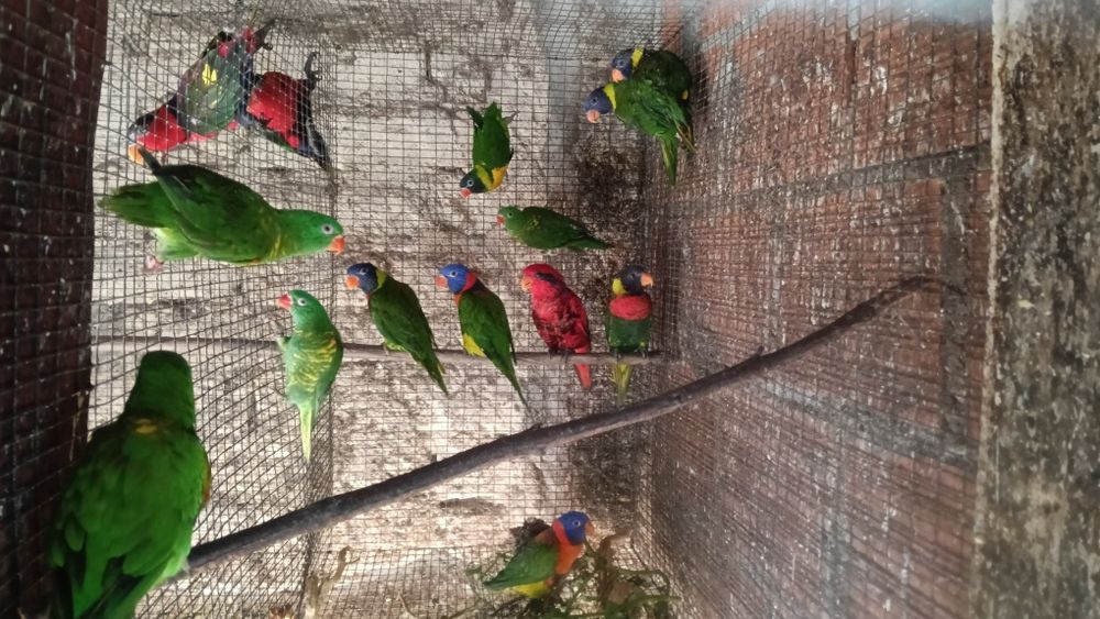 Aves em excelente estado