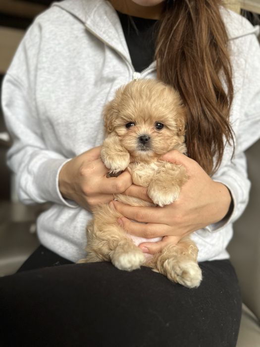 Мини мальтипу f1 baby face