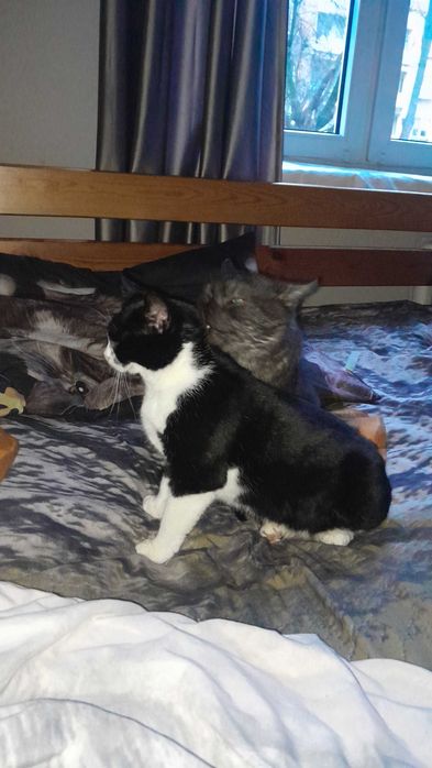 Kotka Angela szuka swojego człowieka