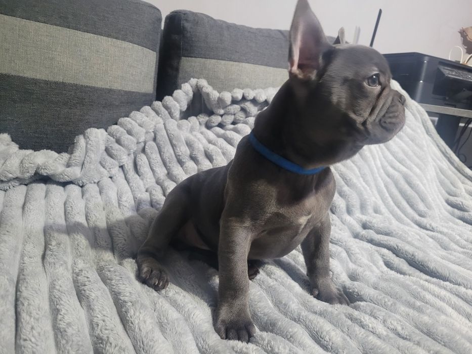 Buldog francuski Blue