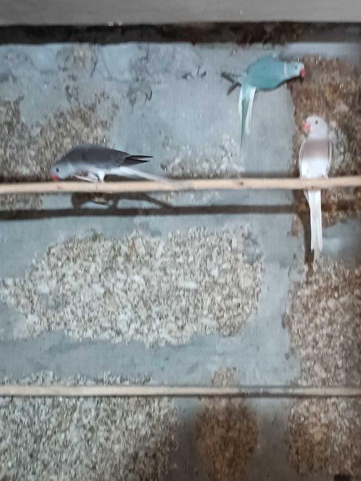 Ring necks ccs 2025 e adultos