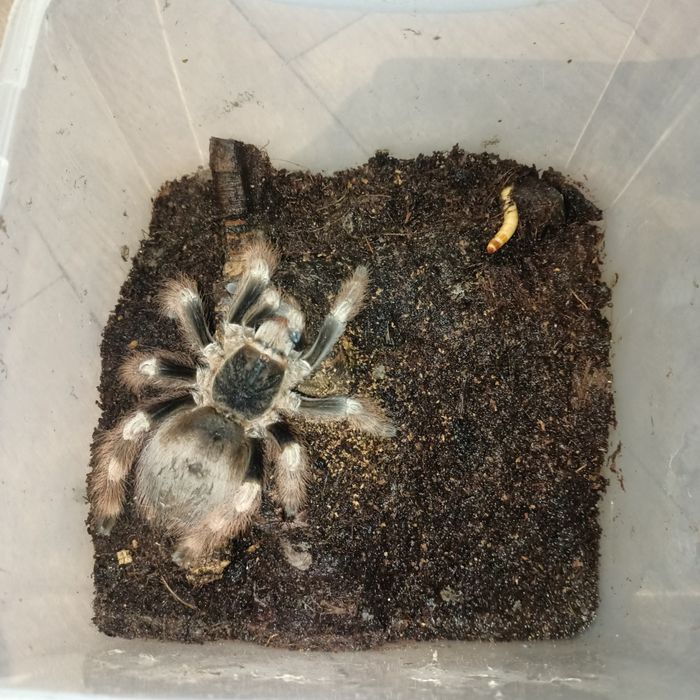 Nhandu coloratovillosus samica 7dc.