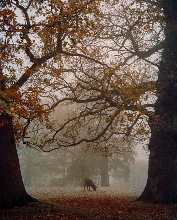 Minolta F10BFплівковий фотоапарат