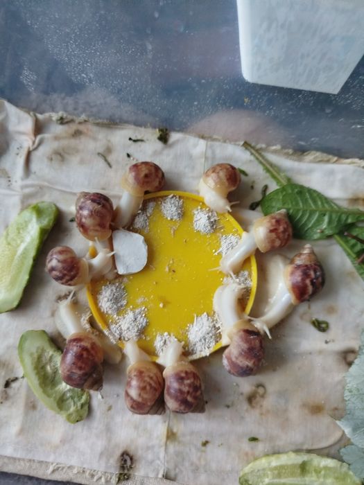 Ахатино ретикулята