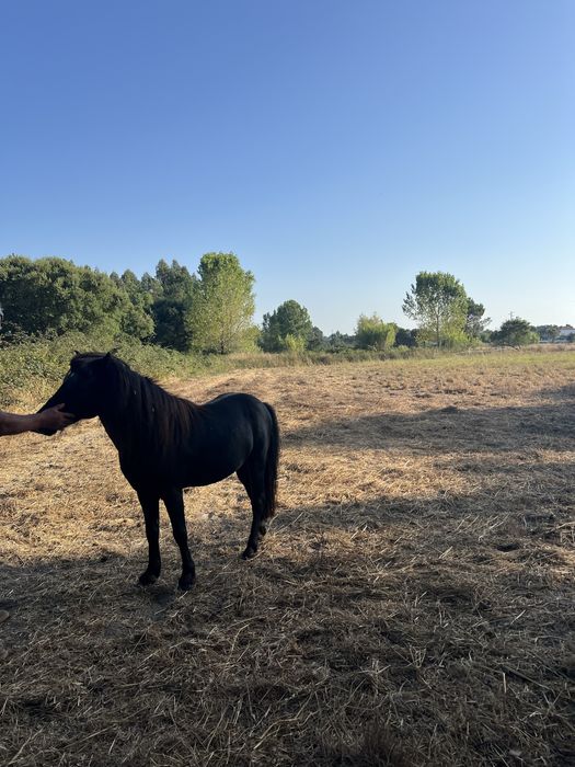 Ponei adulto atrelado e montado